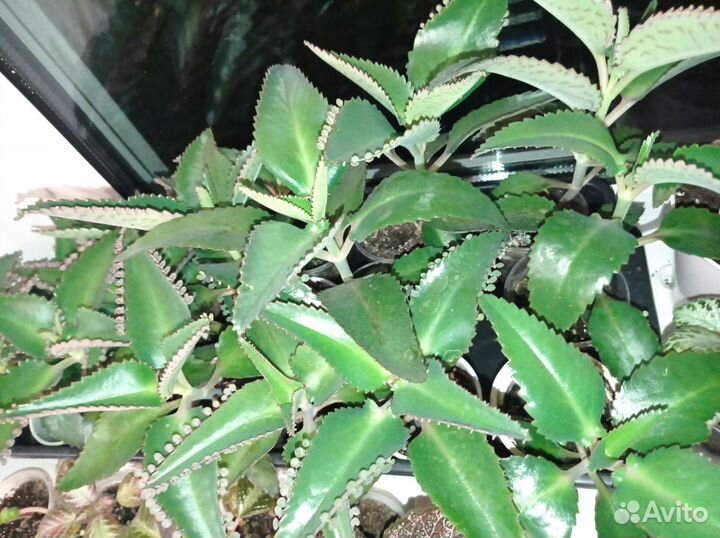 Алоэ, каланхоэ