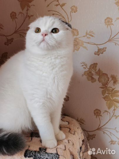 Шотланские коты