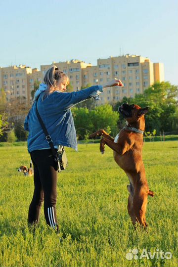 Немецкий боксёр вязка