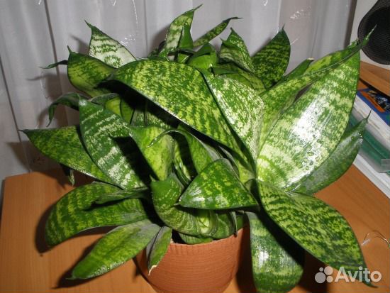 Сансевьера