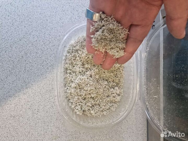 Мох ягель живой