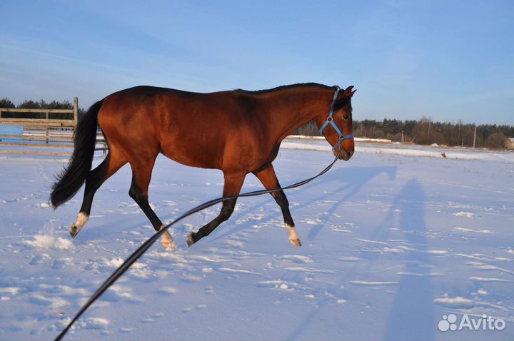 Жеребец тракен