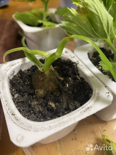 Китайский лук