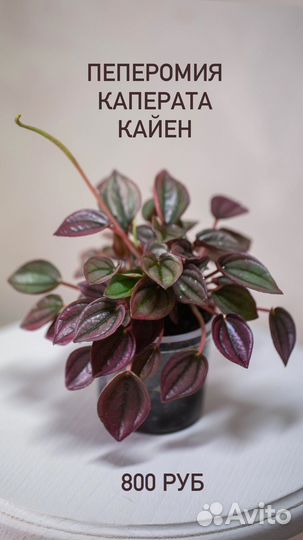 Комнатные растения цветы