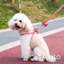 Нагрудная шлейка для кошек