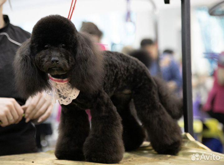 Обучение грумингу/стрижке собак