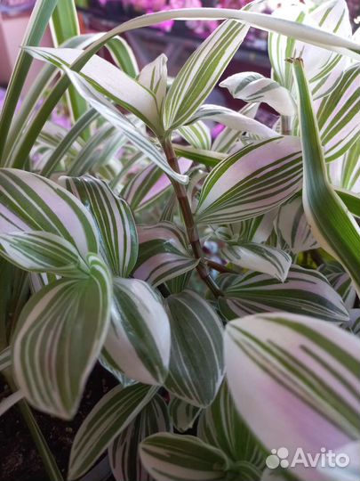 Обриета, традесканция, Дихондра, фикусы