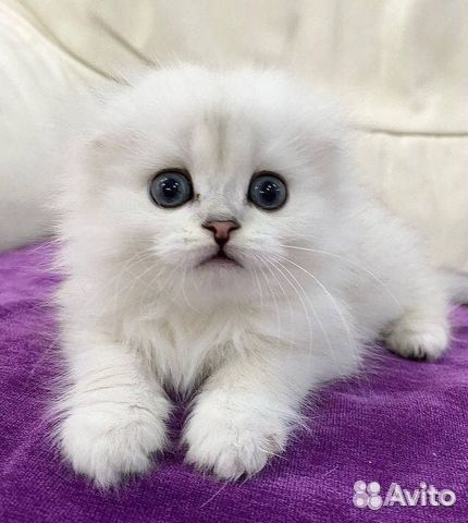 Вислоухие серебристые шиншиллы