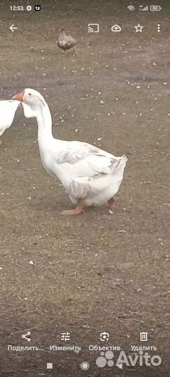 Холмогорские гуси