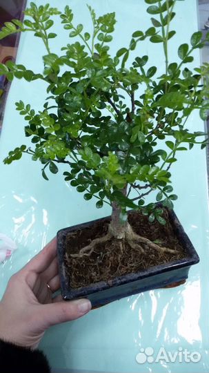 Бонсай -японское дерево