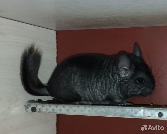 Шиншилленок эбони, девочка, 2мес