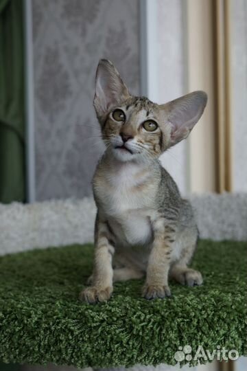 Ориентальные котята