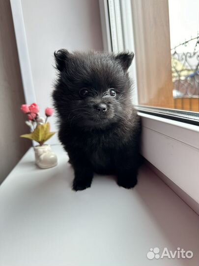 Щенки шпица