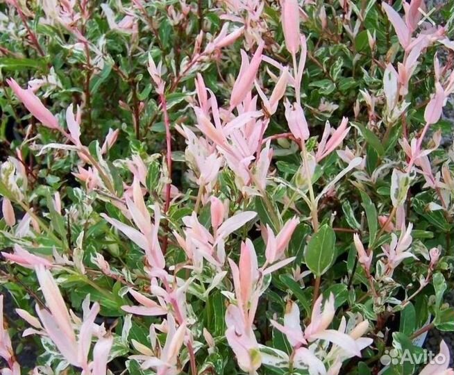 Ива цельнолистная Хакуро Нишики