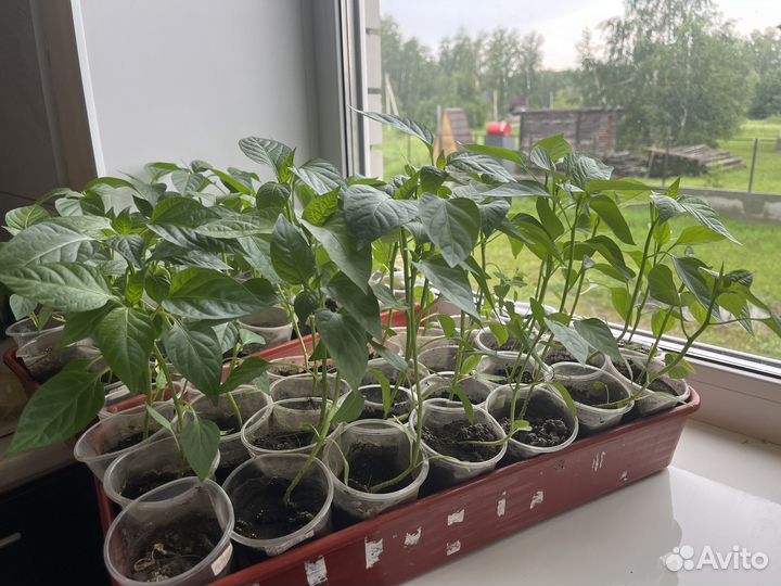Рассада перцев
