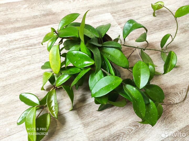 Хойя Карноза большая взрослая комнатные цветы