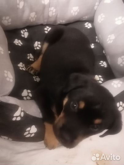 Щенок помесь