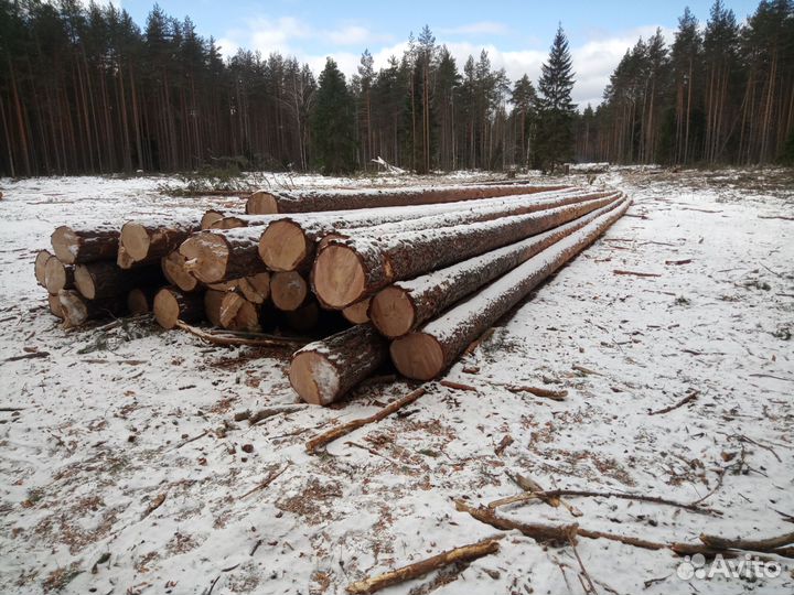 Сруб дома из бревна