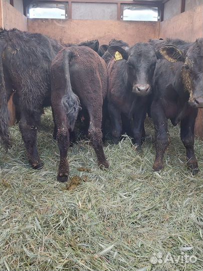 Бычки Абердины