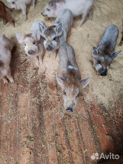 Поросята ландрас дюрок