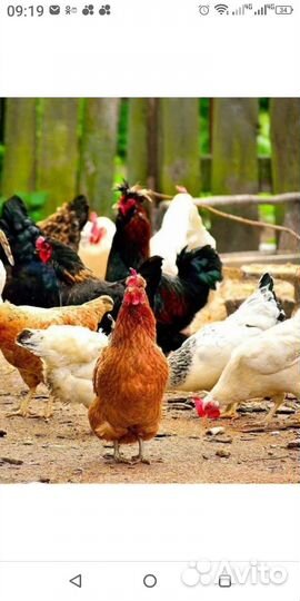 Куры,Петухи