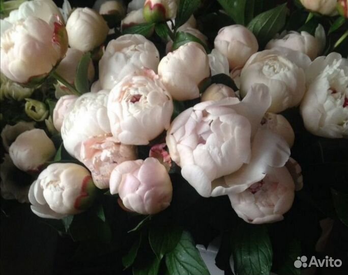 Пионы саженцы