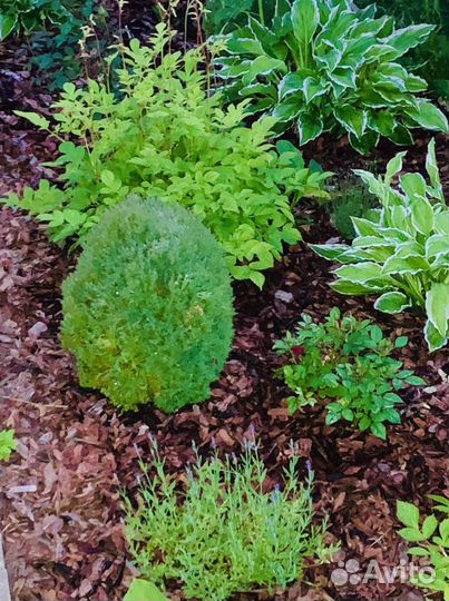 Туя шаровидная Тедди