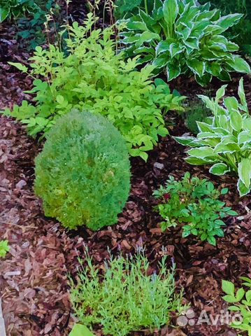 Туя шаровидная Тедди