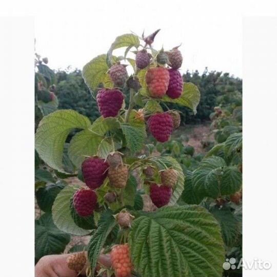 Саженцы малины