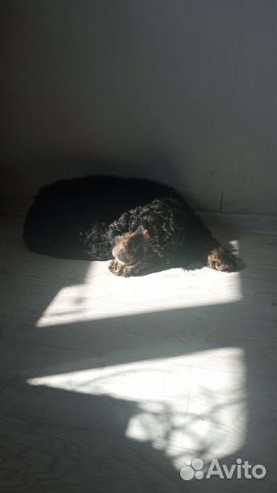 Передержка собак