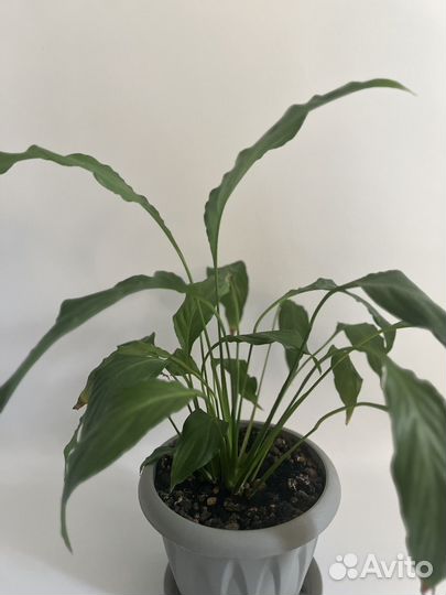 Спатифиллум