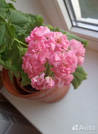 Пеларгония герань