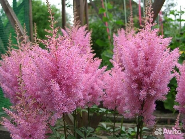 Многолетние растения, деревья декоративные и плодо