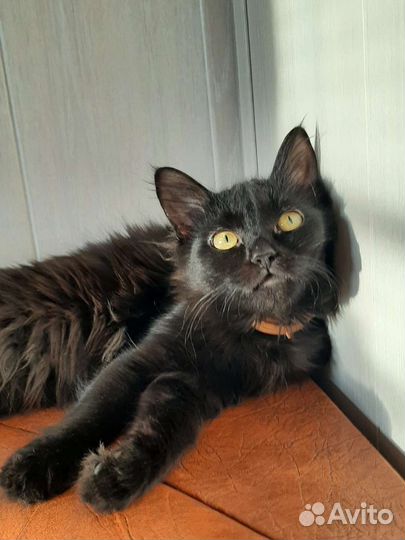 Кошка в добрые руки