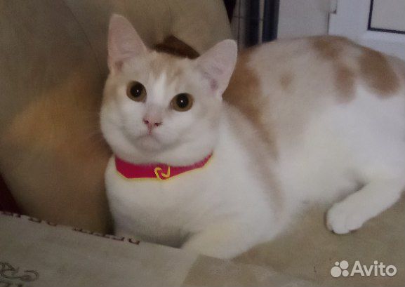 Котенок в добрые руки