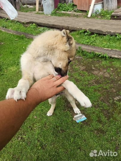 Западно сибирская лайка