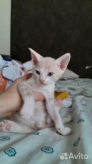 Котята в хорошие руки