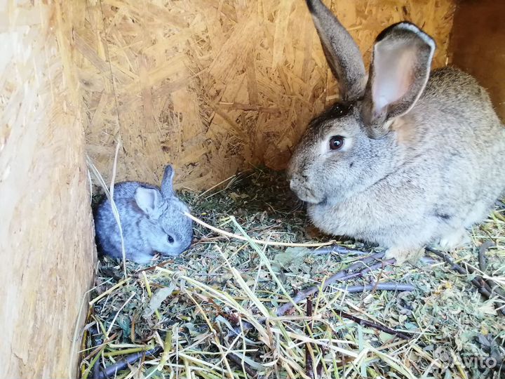 Кролики разных возростов