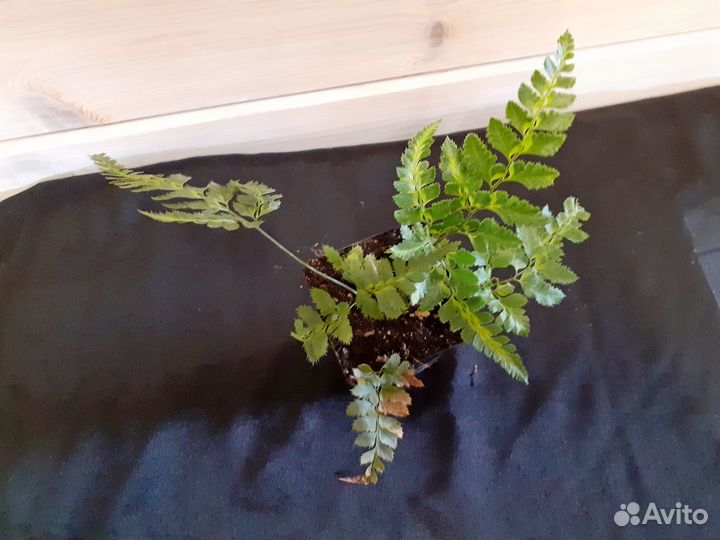 Папоротники комнатные