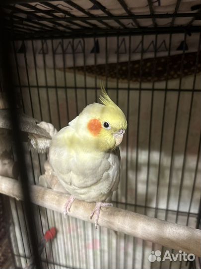 Попугаи Корелла ручная