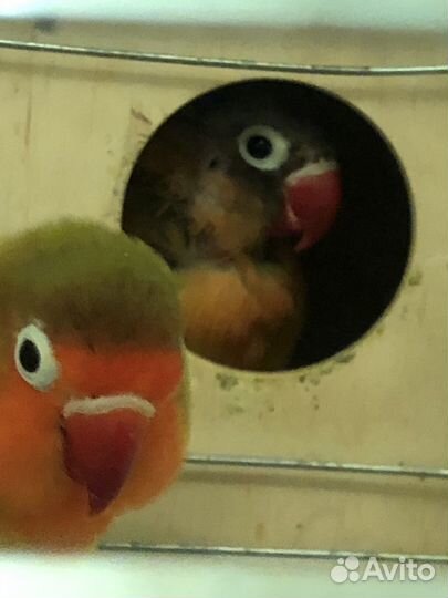 Неразлучники с клеткой