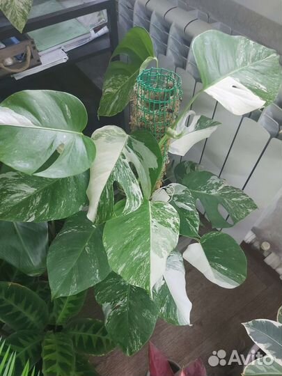 Монстера вариегатная альба