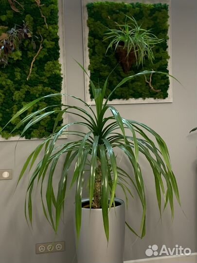 Пальма Панданус