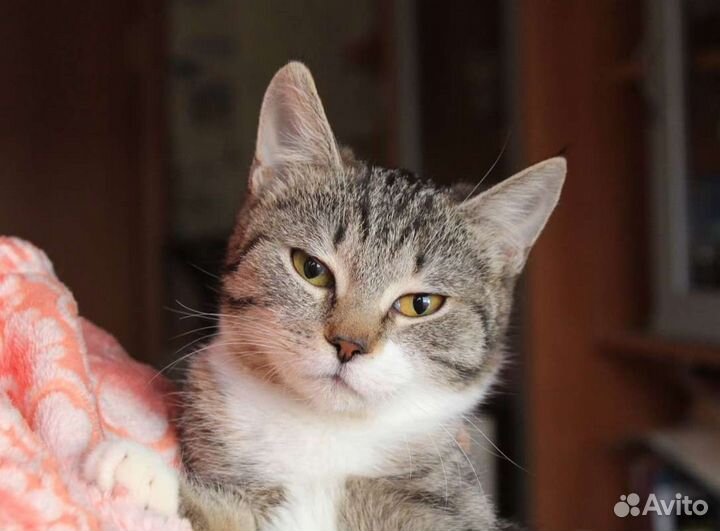 Котёнок Тэффи в добрые руки