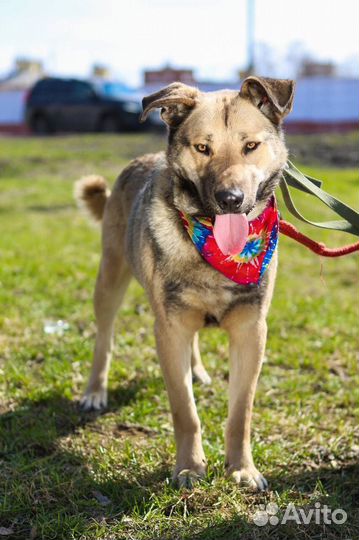 Собака в добрые руки отдам бесплатно