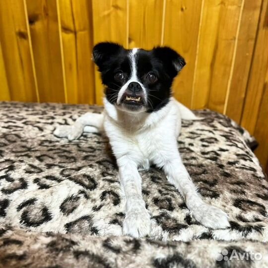 Маленькая собачка в дар