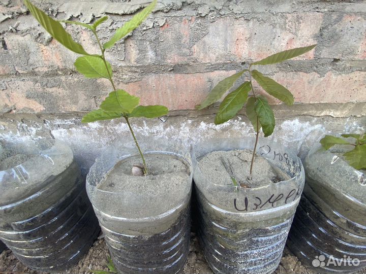 Дубы разных сортов