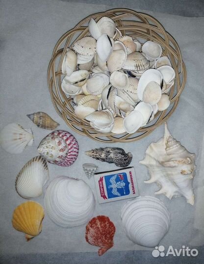 Ракушки наборы