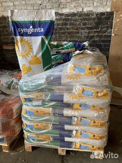 Syngenta suomi (Гибрид) семена подсолнечника