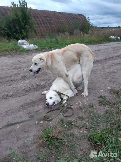 Вязка алабай